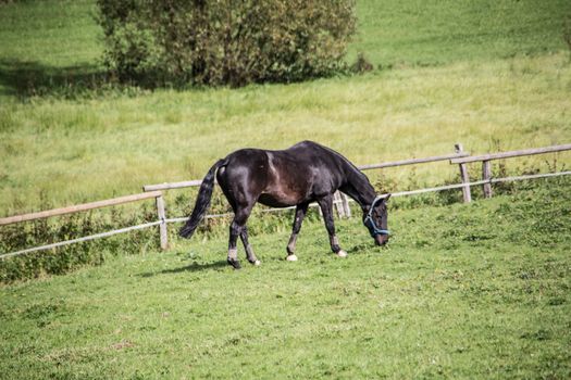 Horses grazing on pasture