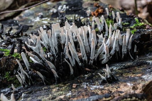 Coral mushroom on dead wood in the moss