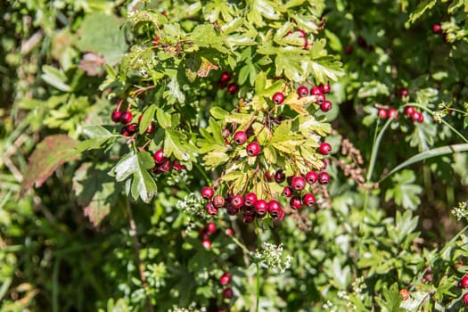 Hawthorn hedge with red berries