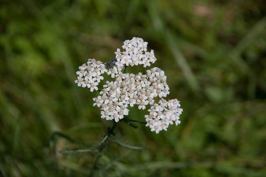 Yarrow with stems and white flowers in the meadow