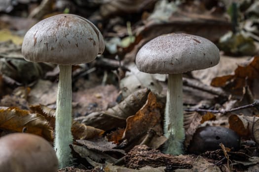 Stand mushrooms in the deciduous forest