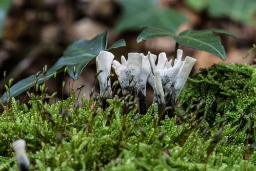 Coral mushroom on dead wood in the moss