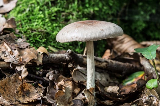 Stand mushrooms in the deciduous forest