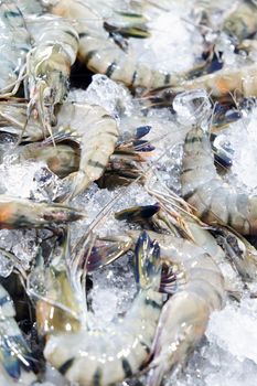 Fresh Prawn at seafood market