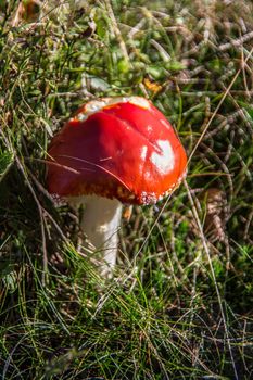 Toadstool with bright red cap in the grass