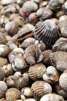 Close up image of Fresh Cockle