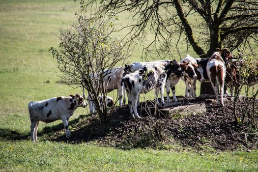 Cows seek shade under tree