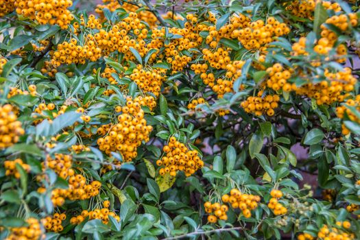 evergreen shrub with yellow berries