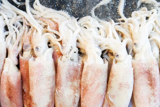 Fresh Squid in The Local Market