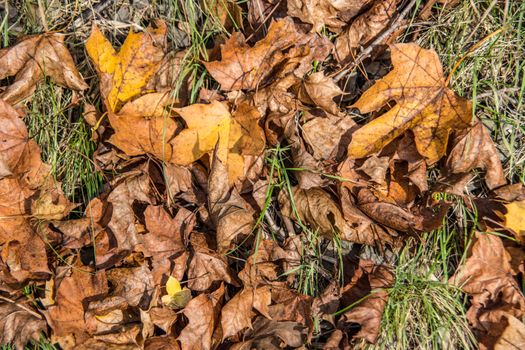 Colorful autumnal leaves in the grass