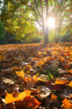 Golden autumn fall October in famous Munich relax place - Englischer Garten. English garden with fallen leaves and golden sunlight. Munchen, Bavaria, Germany