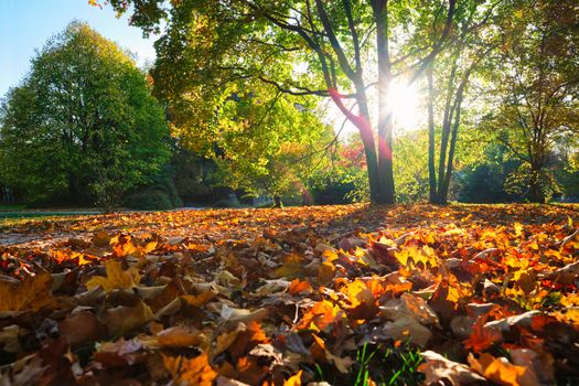 Golden autumn fall October in famous Munich relax place - Englischer Garten. English garden with fallen leaves and golden sunlight. Munchen, Bavaria, Germany