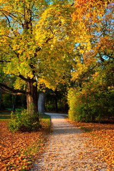 Golden autumn fall October in famous Munich relax place - Englischer Garten. English garden with fallen leaves and golden sunlight. Munchen, Bavaria, Germany