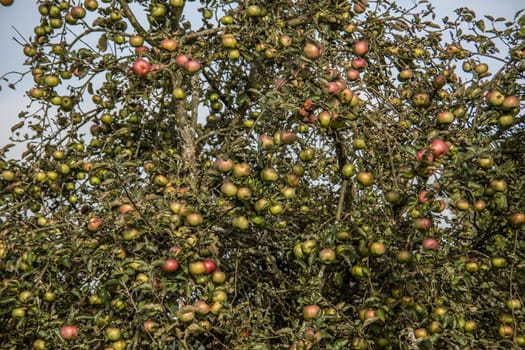 colorful apples on branches