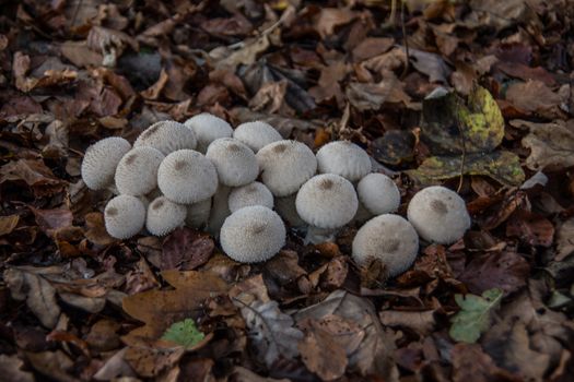 Mushroom colony with fruiting bodies on forest floor