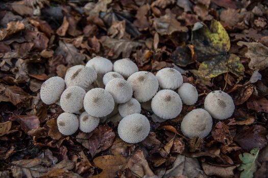 Mushroom colony with fruiting bodies on forest floor