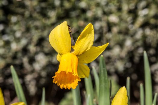 yellow daffodils or daffodils in spring