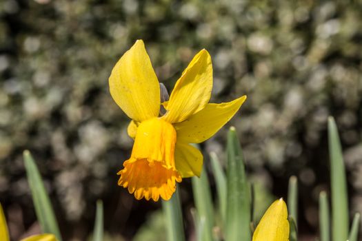 yellow daffodils or daffodils in spring