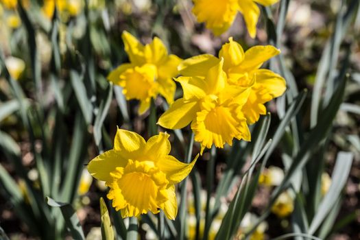 Easter bells in spring in the park