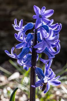 blue hyacinths in flower bed