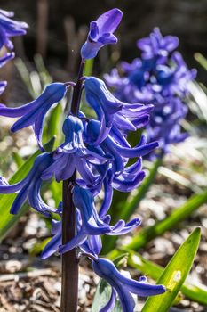 blue hyacinths in flower bed