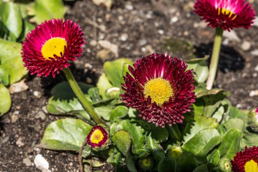 Red yellow marigold herbs in the park