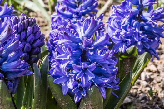 blue hyacinths in flower bed