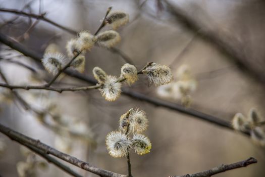 fluffy catkins in spring