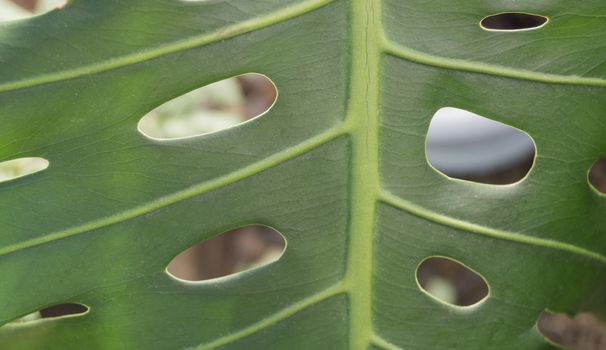 Close-up of tropical monstera leaves with holes, green leaf texture of the plant.