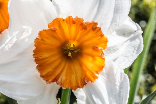 white-yellow daffodils in flower