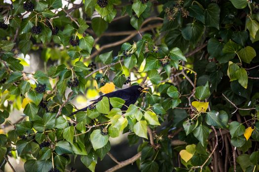 Blackbird sits in the tree in ivy