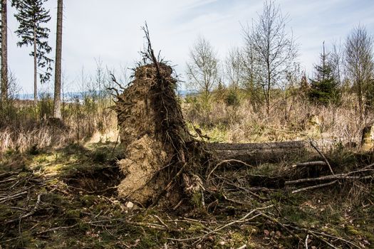 Tree uprooted by storm