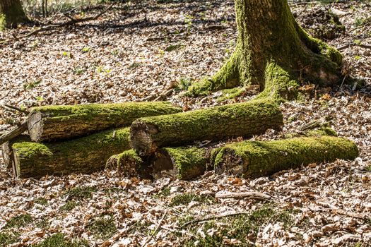 Dead wood in the forest with moss cover