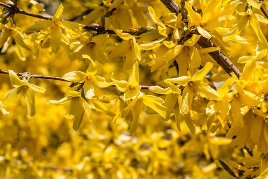 yellow flowers of the broom