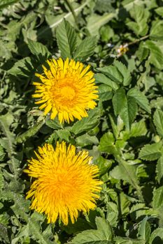 yellow dandelion flowers on summer meadow