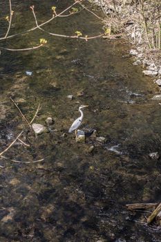 Gray heron is in the course of the river
