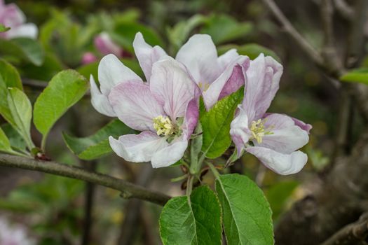 pink white apple blossom in spring