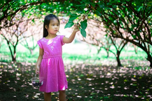 little asian girl kept the mulberry in the garden