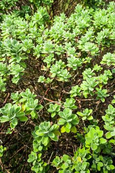 Leaves of plant as green background and plant texture