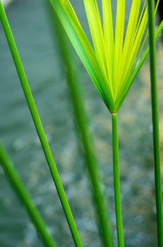 Cyperus Umbrella plant and the reflection of light on water surface