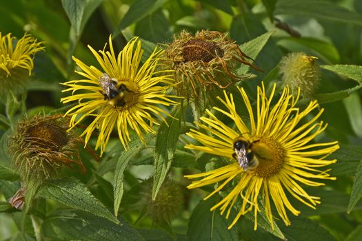 Close up of the flowering Inula royleana Elecampane with bees