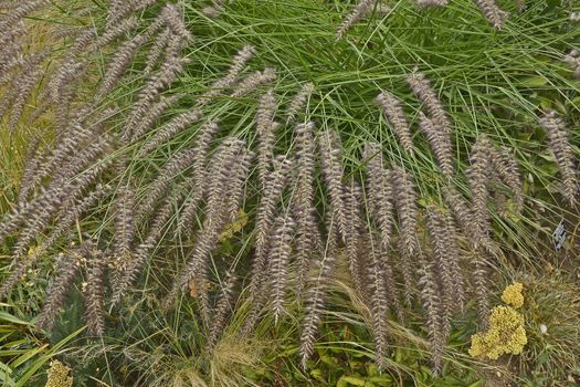 Close up of grass Pennisetum orientale Karley Rose  in a garden border