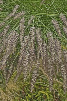 Close up of grass Pennisetum orientale Karley Rose  in a garden border