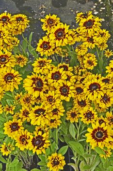 Close up of Rudbeckia 'Giggling Smiley' in a flower border