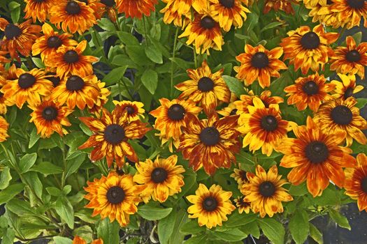 Close up of flowering Rudbeckia 'Summerina Yellow' in a flower border