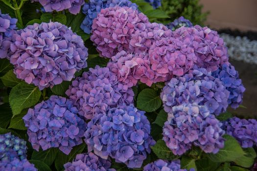 Phlox as a violet garden flower