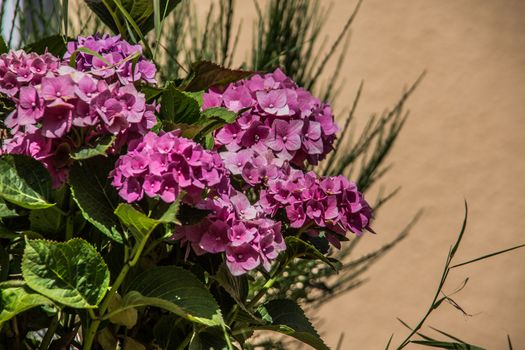 Phlox as a violet garden flower