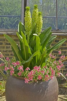 Large container with Eucomis pallidiflora subsp. pole-evanii, Giant Pinapple Lily on a garden terrace