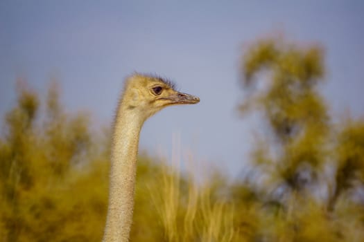 Ostrich, in the Yotvata Hai-Bar Nature Reserve, the Arava desert, southern Israel