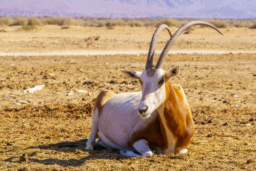 Scimitar-horned oryx, in the Yotvata Hai-Bar Nature Reserve, the Arava desert, southern Israel